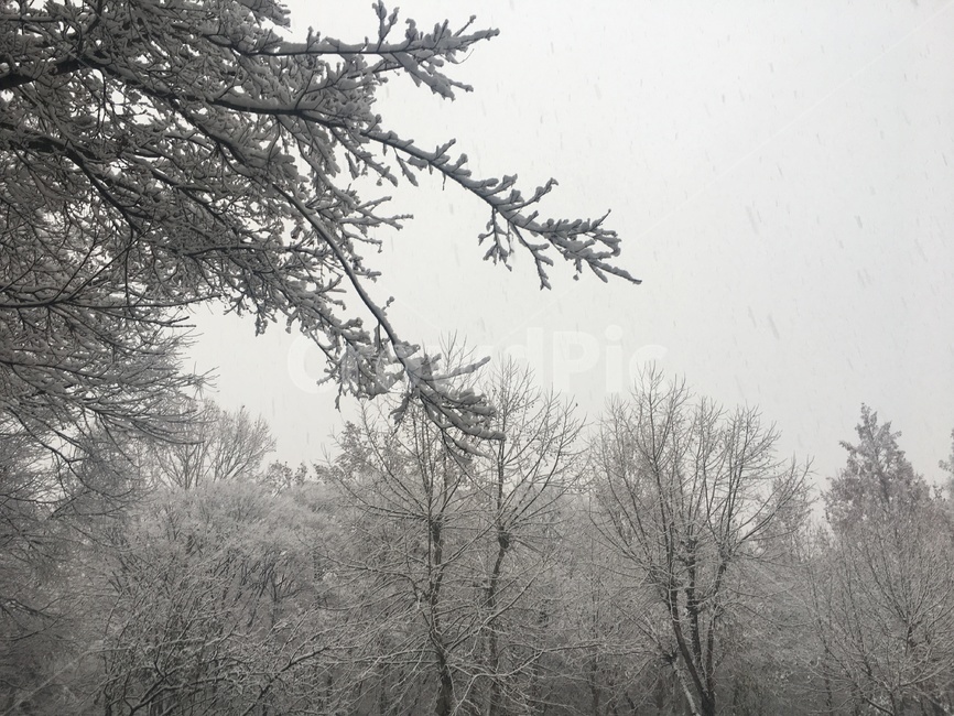 겨울,나무,눈,흰꽃,눈꽃,가지,추위,분위기,희색,찬공기,겨울,계절,winter,season,자연,풍경,nature,landscape,outdoors,옥외,snow
