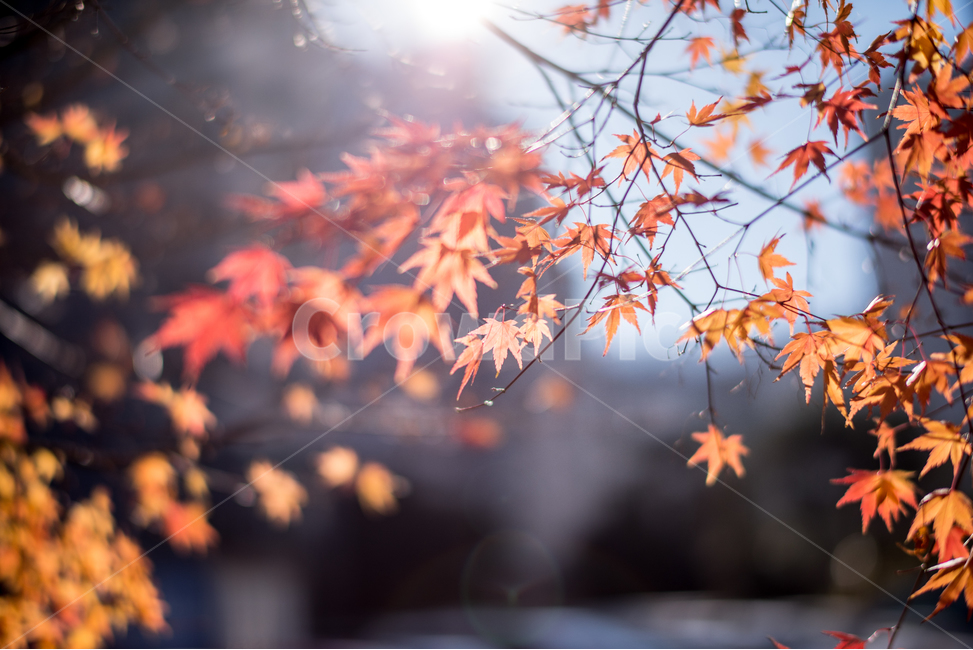 가을,단풍,햇살,따뜻함,역광,가을,계절,fall,autumn,season,plant,식물,leaf,잎,tree,나무