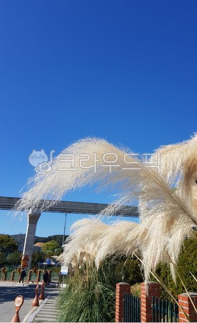 식물,팜파스그라스,조경식물,조경배경식물,가을