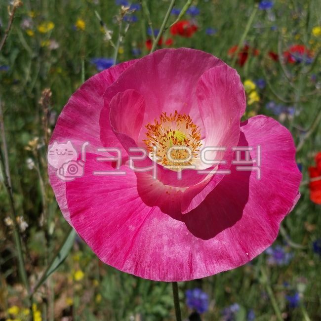 꽃,서양양귀비꽃,꽃양귀비,개양귀비꽃,poppy,poppyflower,papaverrhoeas,배경화면