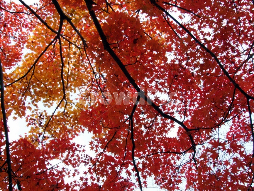 가을,단풍,붉은,나무잎,단풍나무,별,케나다,내소사,단풍잎,빨강,배경,가을,계절,fall,autumn,season,plant,식물,leaf,잎,tree,나무,maple
