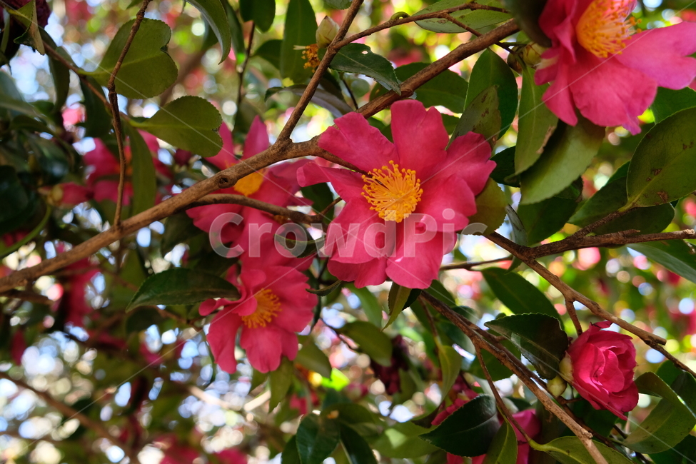 동백,꽃,겨울,식물,화분,plant,pollen,식물,자연,plants,nature,꽃,flower