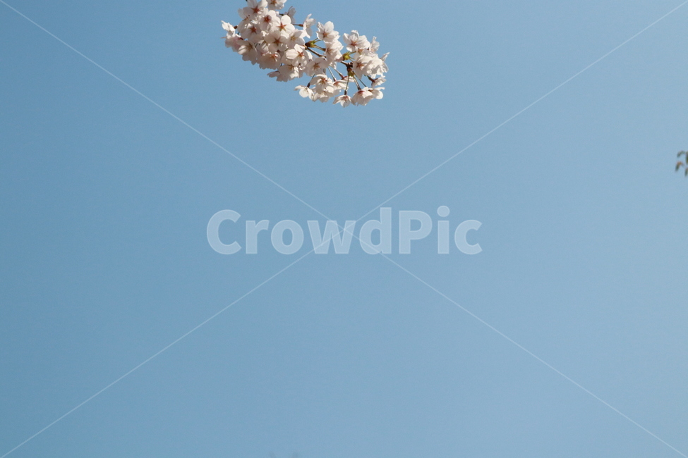 꽃,벚꽃,봄,하늘,자연,봄,계절,spring,season,식물,자연,plants,nature,꽃,flower