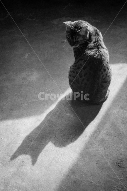 shadow,BW,cat,black and white photography,Grayscale