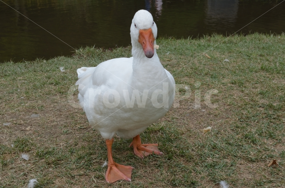 	오리,자연,동물,animal,조류,새,birds,오리걸음,힌오리,동물,animal,조류,새,birds