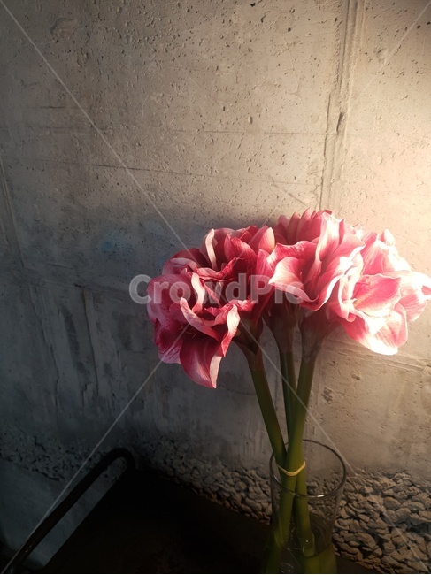plant,식물,blossom,flower,꽃,flowerbouquet,꽃부케,flowerarrangement,꽃꽂이,카라,붉은카라