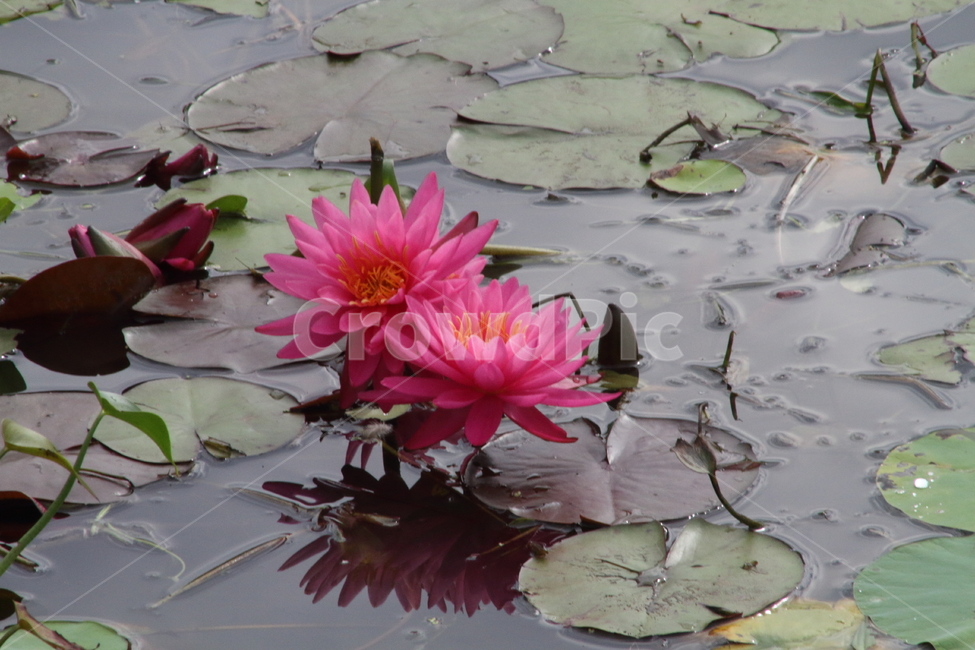 수련,꽃,연,식물,waterlily,식물,자연,plants,nature,꽃,flower