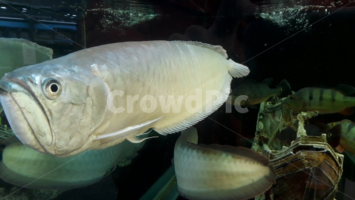 열대어,관상어,물고기,생선,fish,수족관,생물,해양생물,어류,물고기,fish