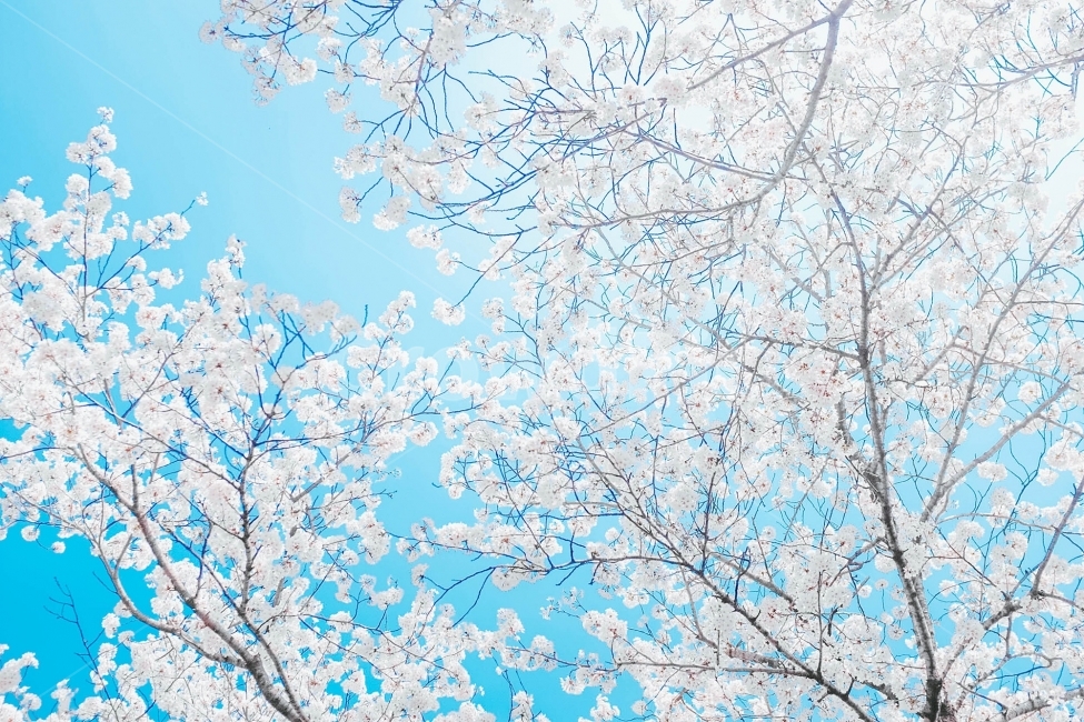 스냅,감성사진,필름,필름사진,필름느낌,사진,벚꽃,벚꽃여행,벚꽃축제,벚꽃사진,봄,계절,구름,여행,국내여행,자연,배경,풍경,배경사진,디자인,소스,봄,계절,spring,season,식물,자연,plants,nature,꽃,flower,색깔,색상,색채,색감,color sense,color sensitivity,feeling of color,outdoors,옥외