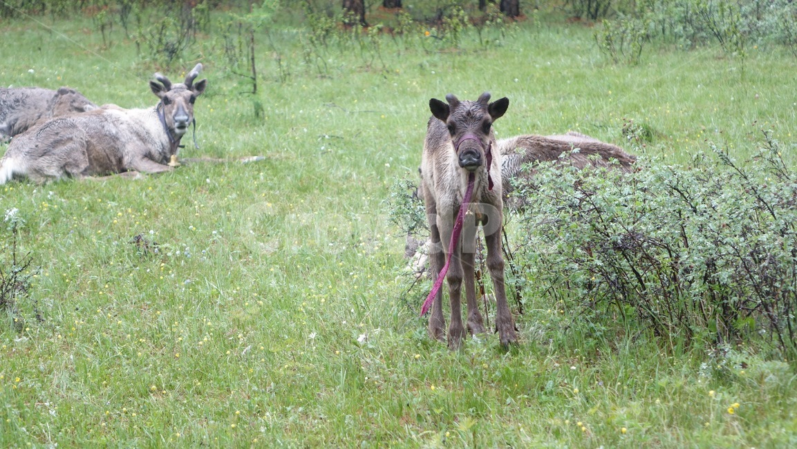 reindeer,forest,grass,숲,순록,animal,tree,나무,green,초록,몽골,초원