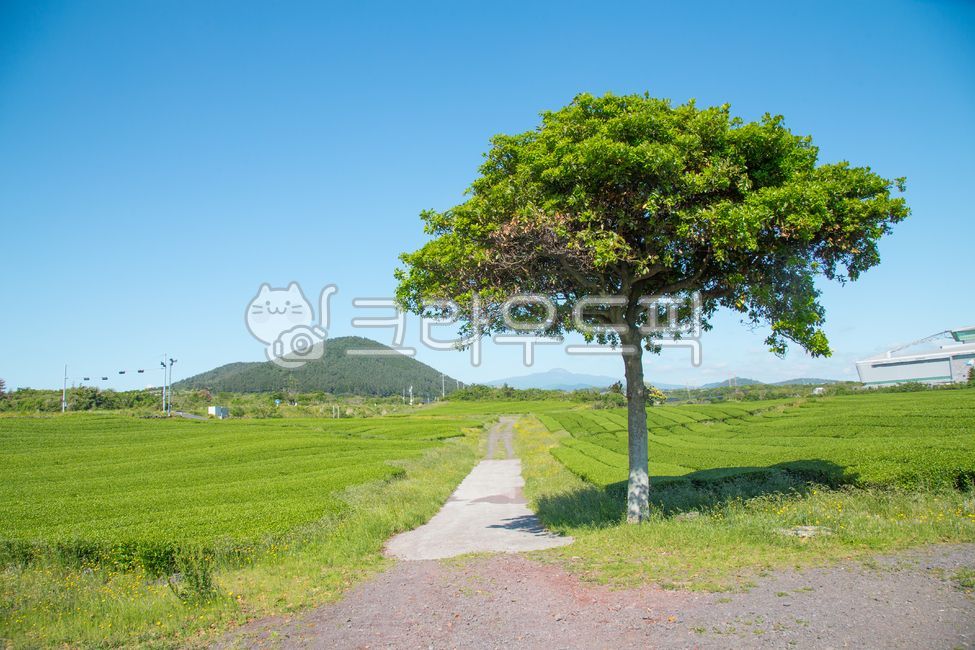 녹차밭,오설록,제주도,제주,제주녹차밭,녹차,농업,자연,필드