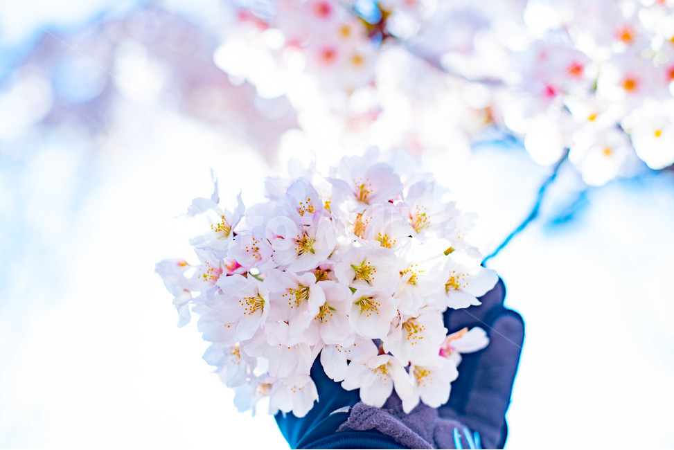 벚꽃,봄,봄꽃,벚나무,벚꽃나무,사쿠라,꽃,flower,blo,cherryblossom,blossom,봄,계절,spring,season,식물,자연,plants,nature,꽃,flower,감성,sensible,feeling,plant