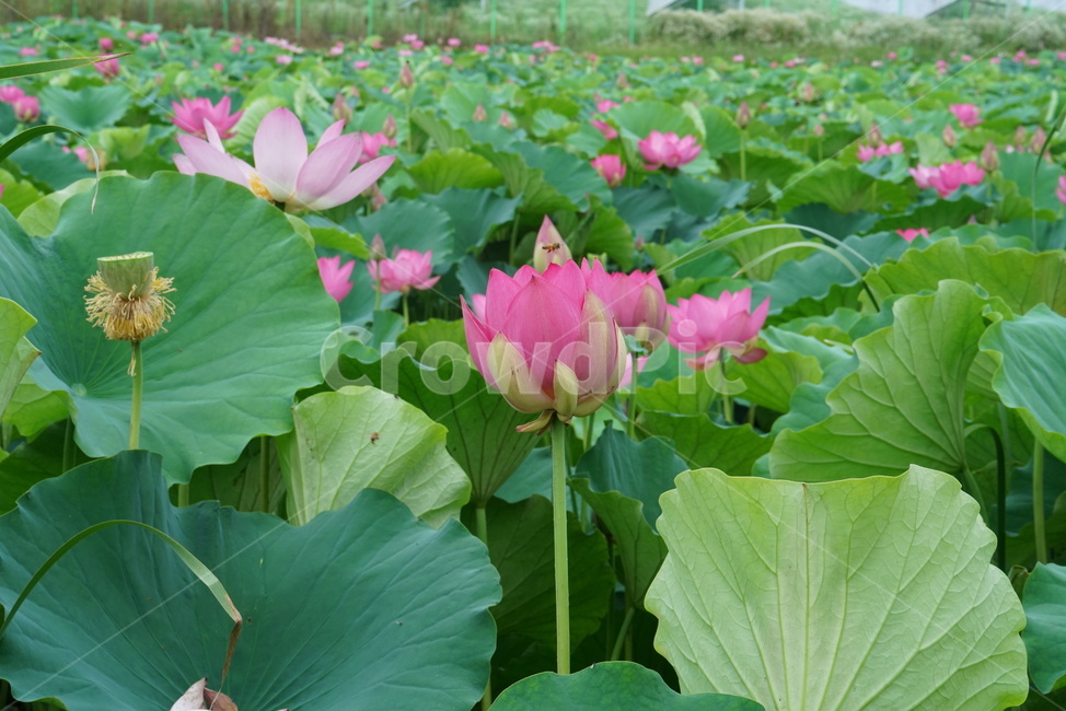 연꽃,련꽃,수초,식물,iotus,담수초,수중식물,수련과