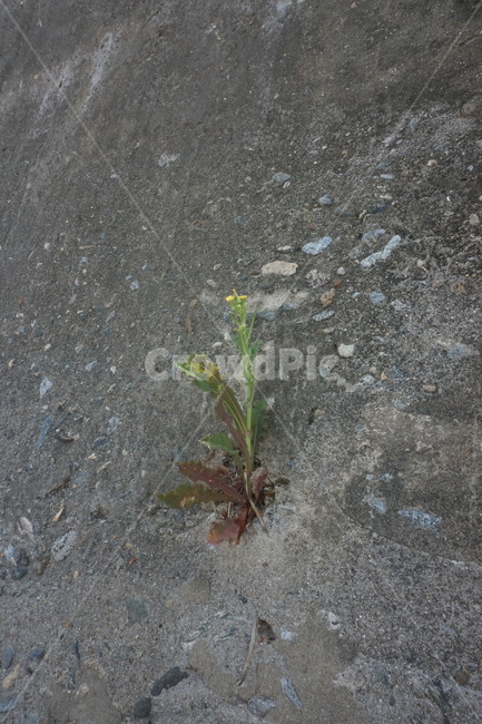 ground,asphalt,바닥,아스팔트,dirtroad,흙길,꽃,flower,plant,식물
