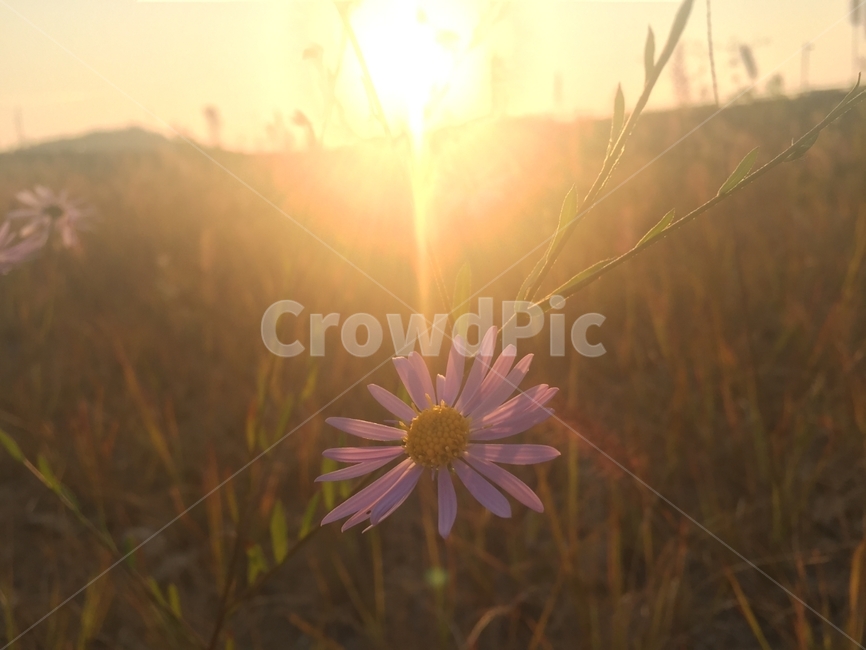 코스모스,노을,해질녘,가을,fall,가을,계절,fall,autumn,season,flare,플레어,light,빛,plant,식물,daisy,데이지,blossom,꽃,daisies,flower