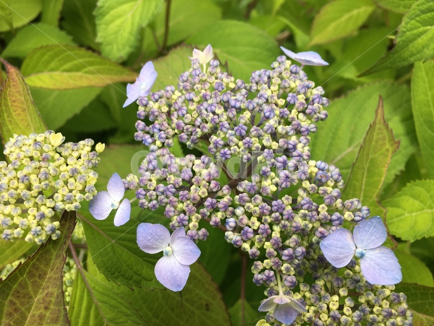 꽃망울,봄,꽃,아름다운꽃,봄꽃,식물,자연,plants,nature,꽃,flower