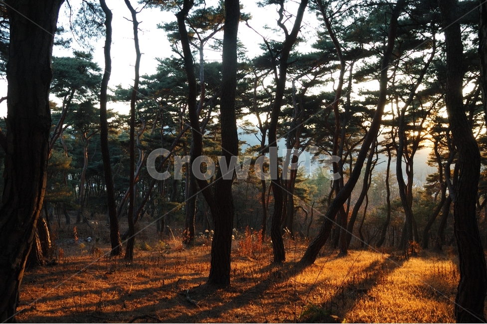 송,소나무,자연,힐링,겨울소나무,식물,자연,plants,nature,나무,trees,wood