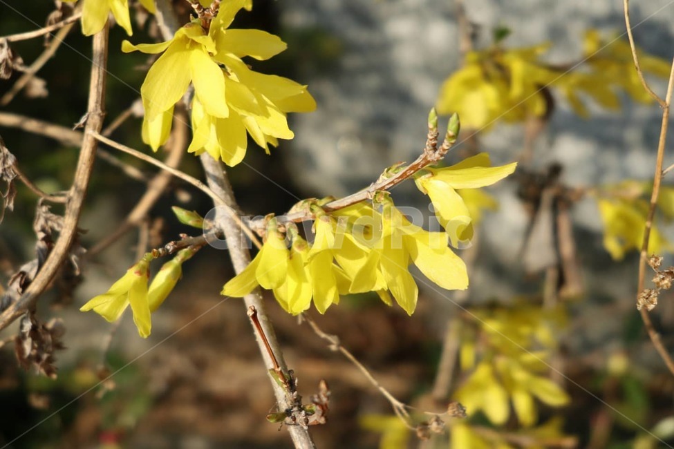 plant,식물,flower,꽃,blossom,petal,꽃잎,해,해바라기,식물,자연,plants,nature,꽃,flower