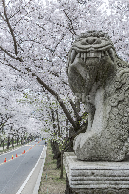 봄,해태상,조형물,석상,풍경,만개,벗꽃,봄,계절,spring,season,한국전통,한국문화,korean traditional,korean culture,조각상,동상,석상,조형물,statue,bronze statue,stone statue