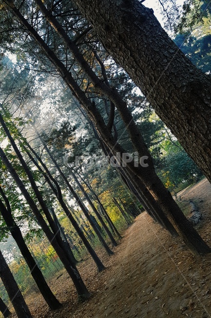 plant,식물,tree,나무,나무줄기,treetrunk,가을,fall,autumn,식물,자연,plants,nature,나무,trees,wood