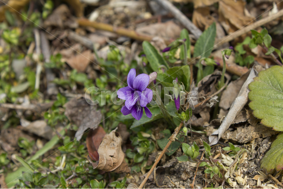 자연,숲,꽃,플라워,제비꽃,클로즈업,보라색,보라,퍼플,야생화,야생,풀,작은,식물,꽃,flower