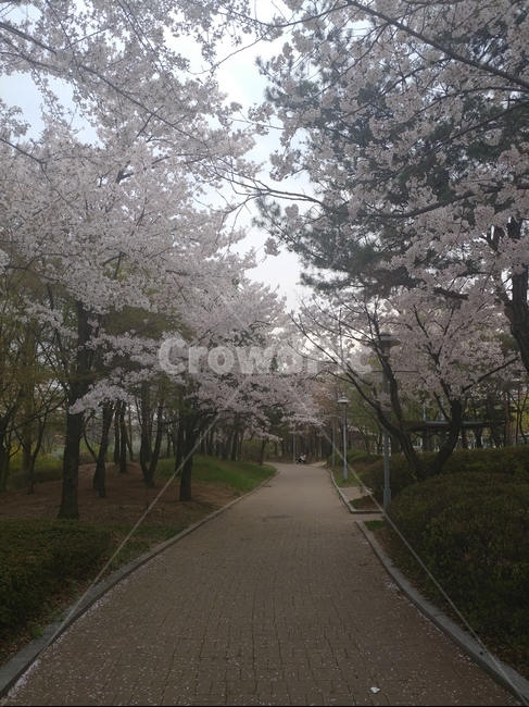 벚꽃,봄,거리,벚꽃거리,꽃