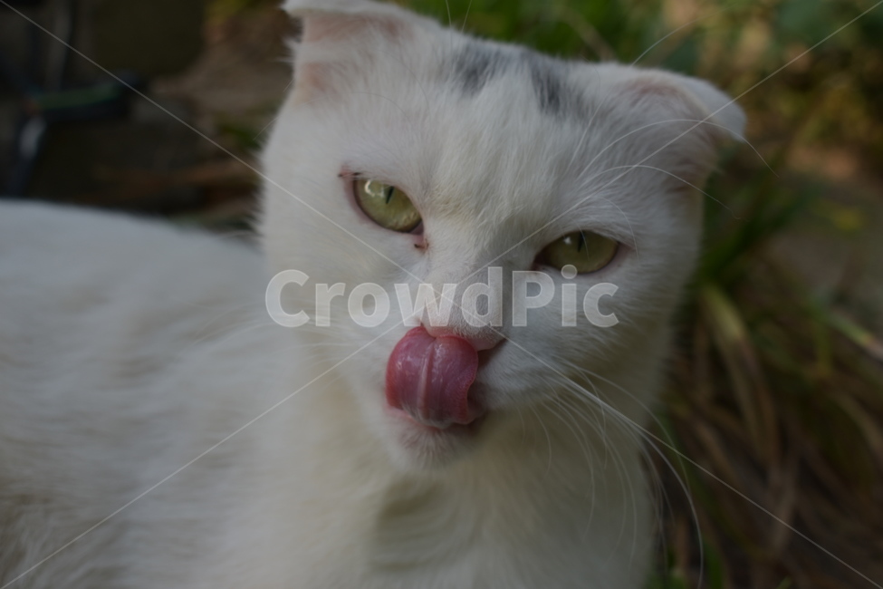 코,고양이,cat,귀여운,지루한