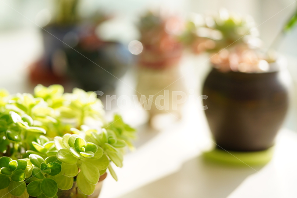잎,식물,화분,그린,green,환경,생명,생물,감성,색감,녹색,느낌,자연,식물,자연,plants,nature,휴식,힐링,rest,relaxation,healing