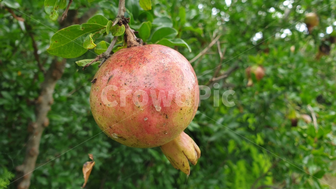 석류,과일,열매,석류꽃,pomegranate