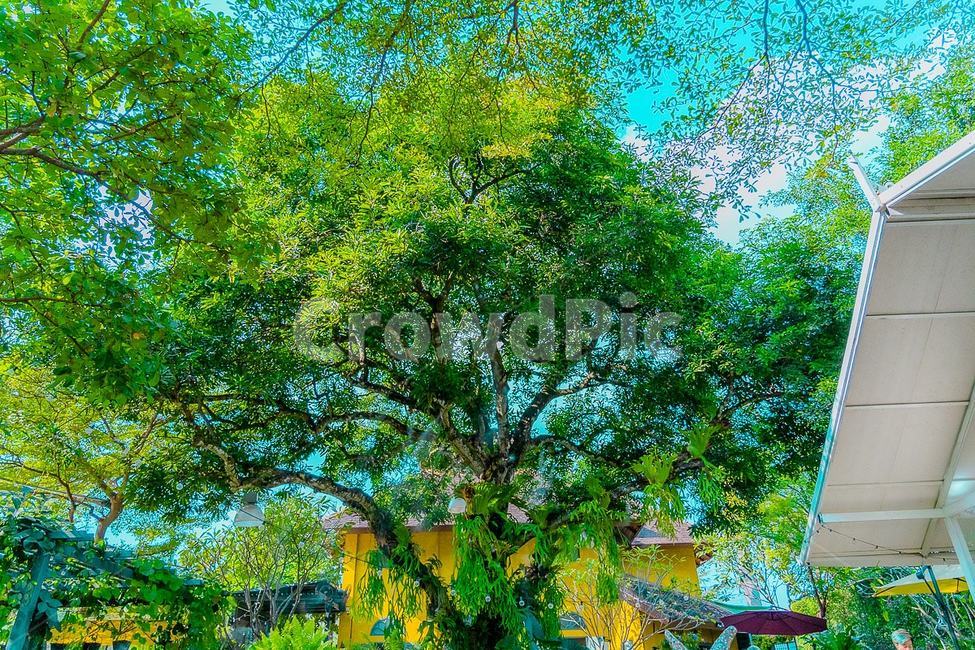 tree,나무줄기,나무,식물,plant,treetrunk