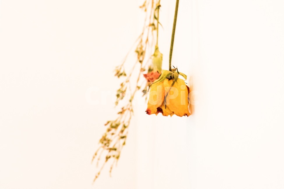 꽃,카페,flower,cafe,식물