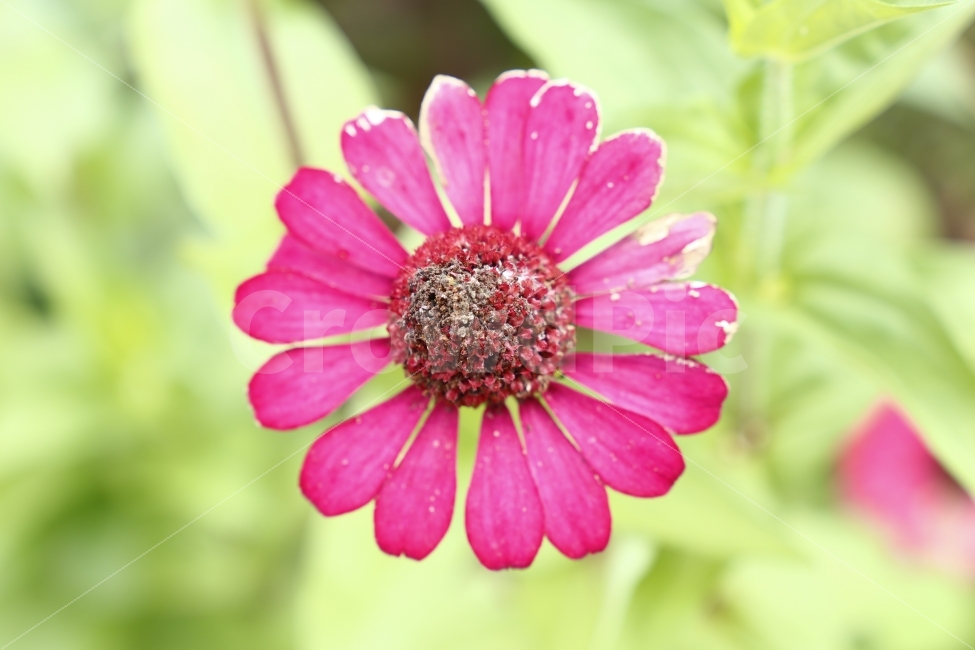 꽃,아름다움,그리움,기다림,가족모임,식물,자연,plants,nature,꽃,flower