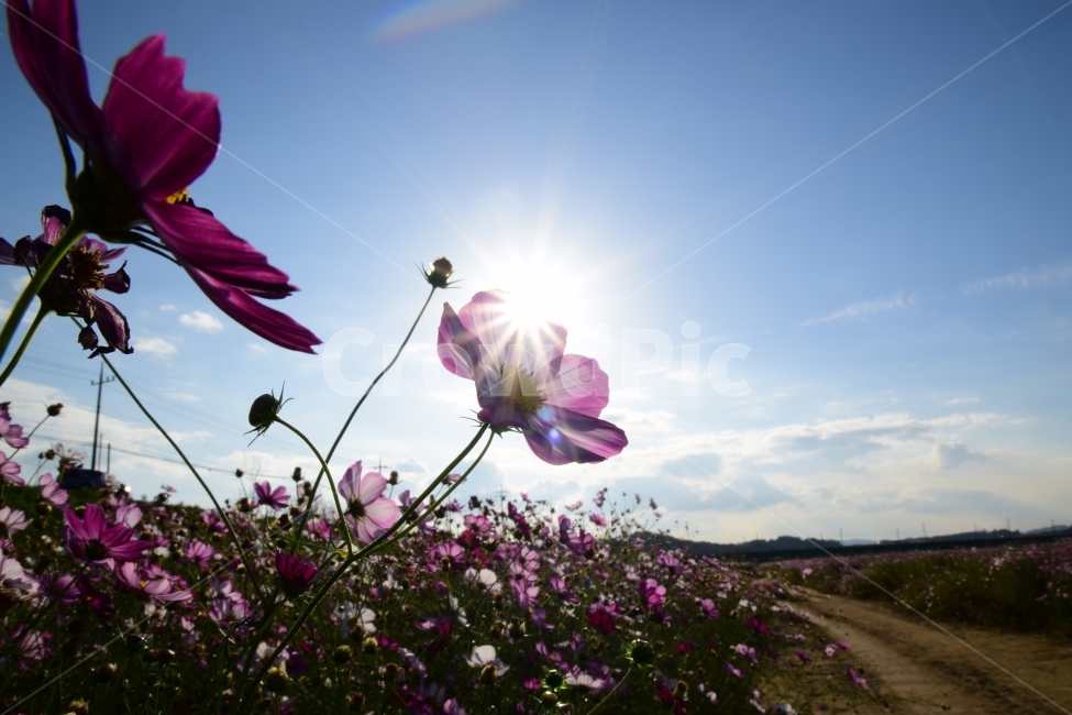 태양,햇빛,꽃,식물,가을,분홍,코스모스,가을,계절,fall,autumn,season,식물,자연,plants,nature,꽃,flower,blossom,geranium,제라늄,plant,flare,플레어,light,빛,petal,꽃잎