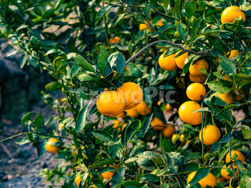 tangerine,감귤,plant,식물,citrusfruit,food,음식,감귤류과일,fruit,과일,제주,jeju,귤,과일,열매,fruit