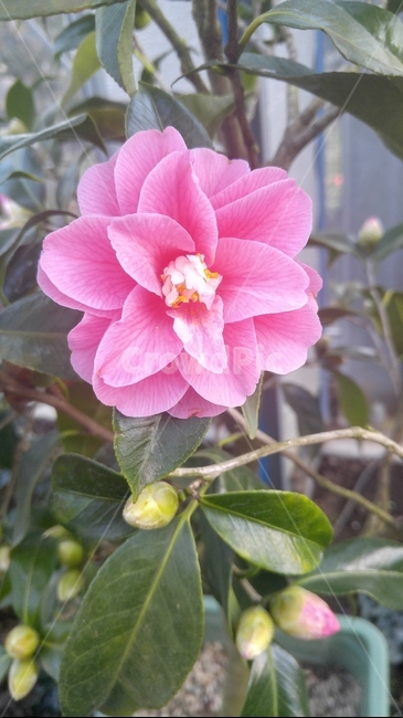 동백,동백꽃,겨울,봄,진실한사랑,겸손한마음,1월,2월,3월,4월,plant,식물,blossom,꽃,flower