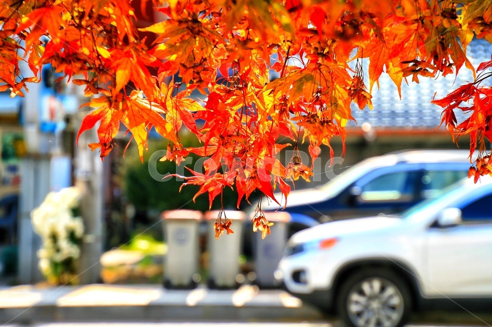 leaf,잎,plant,식물,tree,나무,vehicle,차량,car,차,가을,autumn,단풍,redleaves,amaple,가을,계절,fall,autumn,season