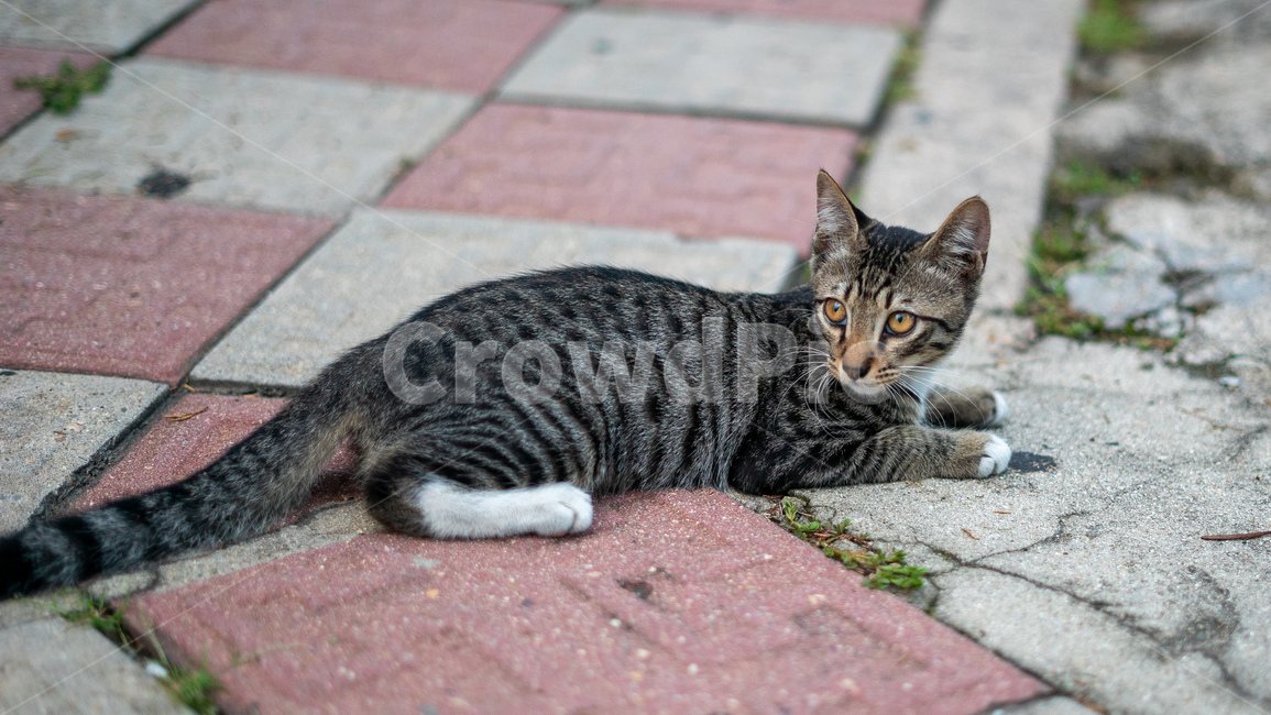 길고양이,고양이,길냥이,동물,아기고양이,새끼고양이,cat,pet,animal,코리안숏헤어,포유류,코숏,동물,animal,포유류,mammal,고양이,cat,kitten,kitty