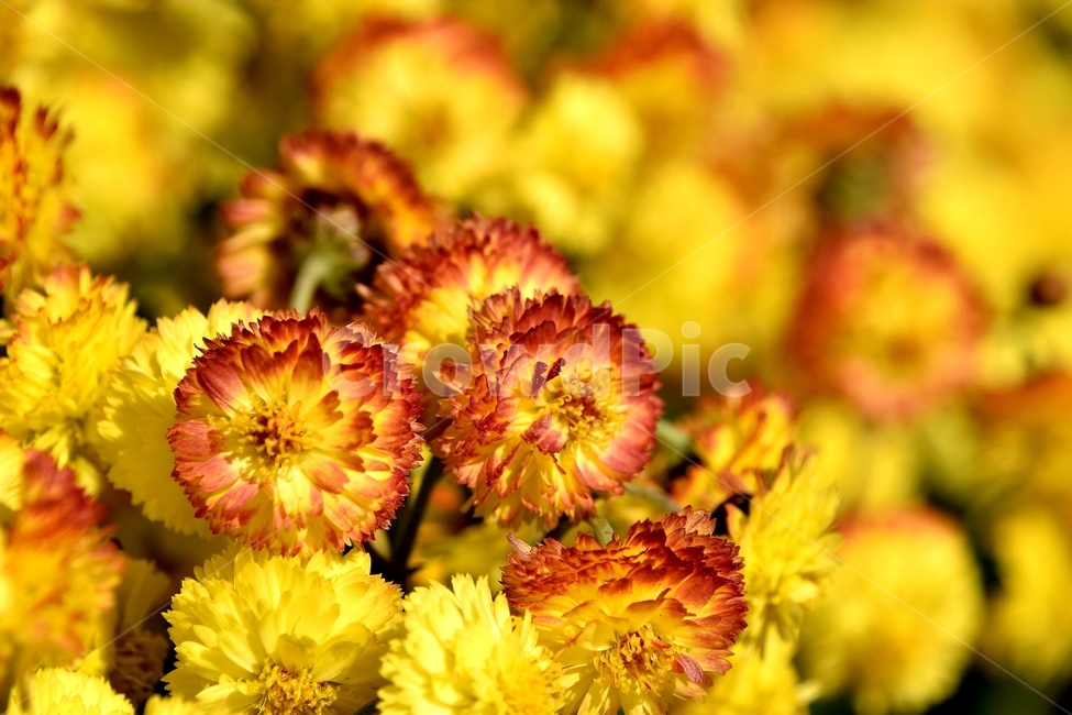 봄,노랑,꽃,풍성,맑음,오후,식물,자연,plants,nature,꽃,flower