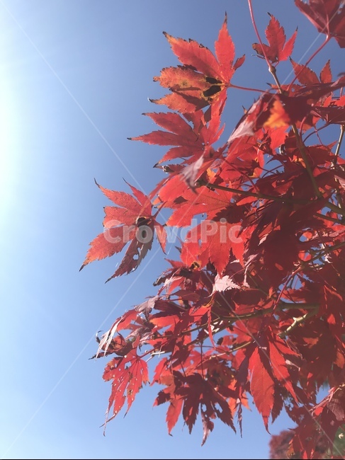 단풍,단풍나무,가을,나뭇잎,단풍잎