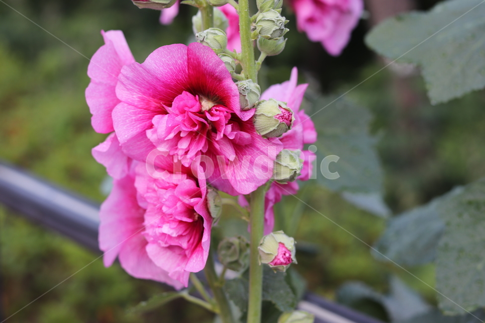 능소화,꽃,분홍,trumpetcreeper,flower,pink,식물,자연,plants,nature,꽃,flower