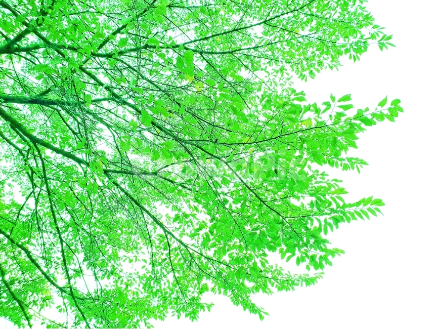 초록,나무,여름,식물,계절,자연,nature,plant,abstract,background,treeleaf,tree,식물,자연,plants,nature