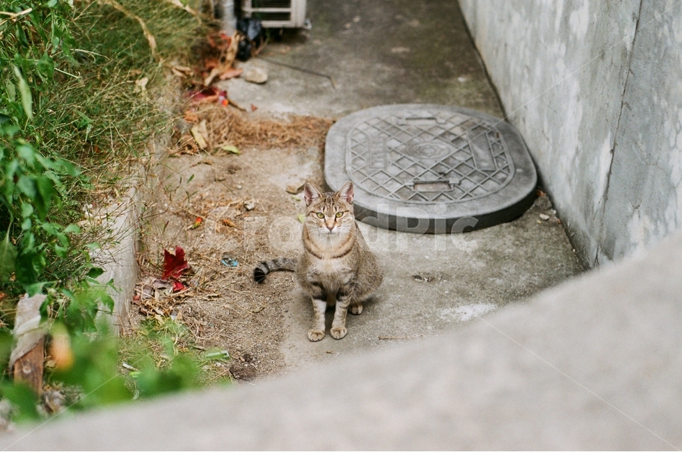고양이,길고양이,동물,야옹이,길냥이,골목길,alley,동물,animal,포유류,mammal,고양이,cat,kitten,kitty