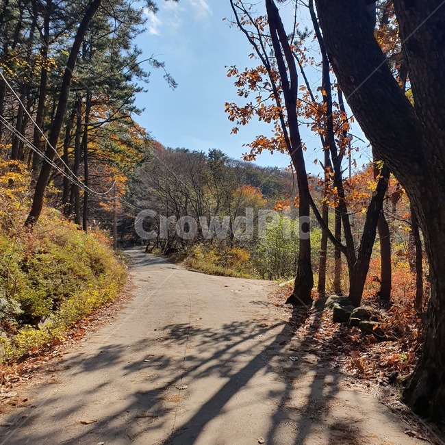 plant,식물,tree,나무,treetrunk,나무줄기,ground,바닥,햇살,자연,그림자