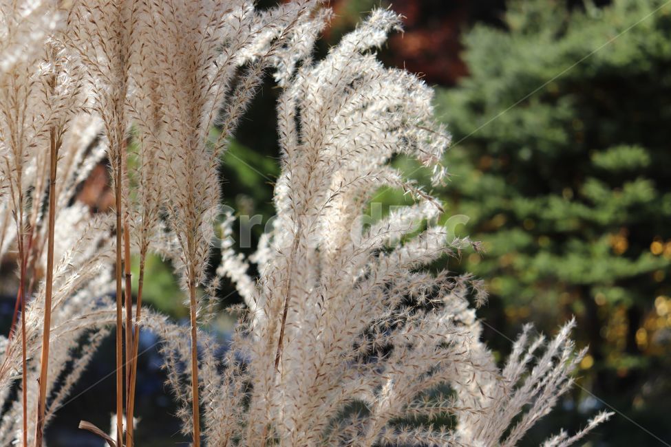 갈대,갈대숲,가을갈대,산책,갈대숲산책,가을,계절,fall,autumn,season,식물,자연,plants,nature,grass,잔디,plant,outdoors,옥외,ice,빙,mammal,포유류,animal,동물,sheep,양