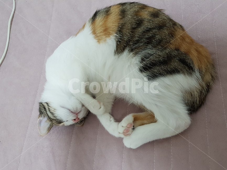 삼색이,고양이,고양이자는모습,새끼고양이,분홍코