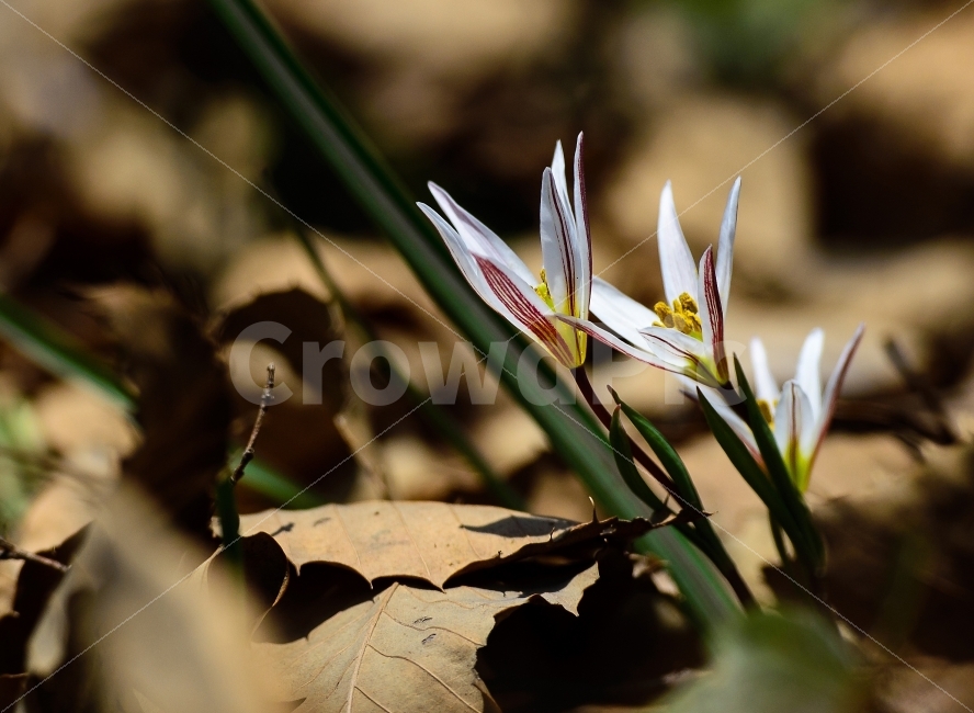산자고,꽃,봄꽃,감성,꽃사진,식물,자연,plants,nature,꽃,flower