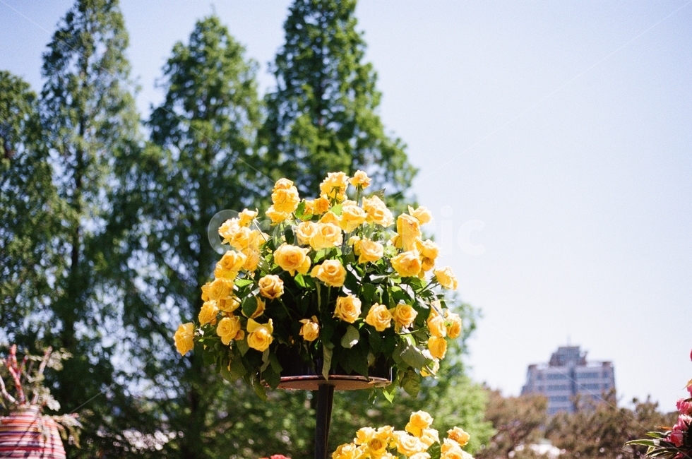 장미,꽃,필름카메라,깔끔함,노란장미,plant,식물,식물,자연,plants,nature,꽃,flower