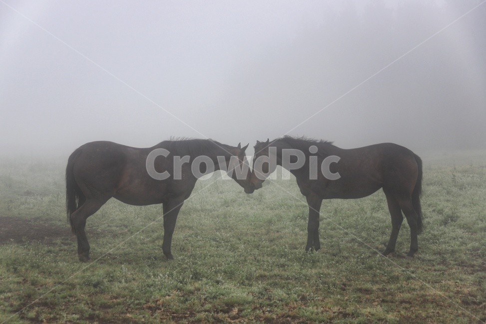 animal,동물,말,horse,outdoors,자연,nature,포유류,제주,동물,animal,포유류,mammal