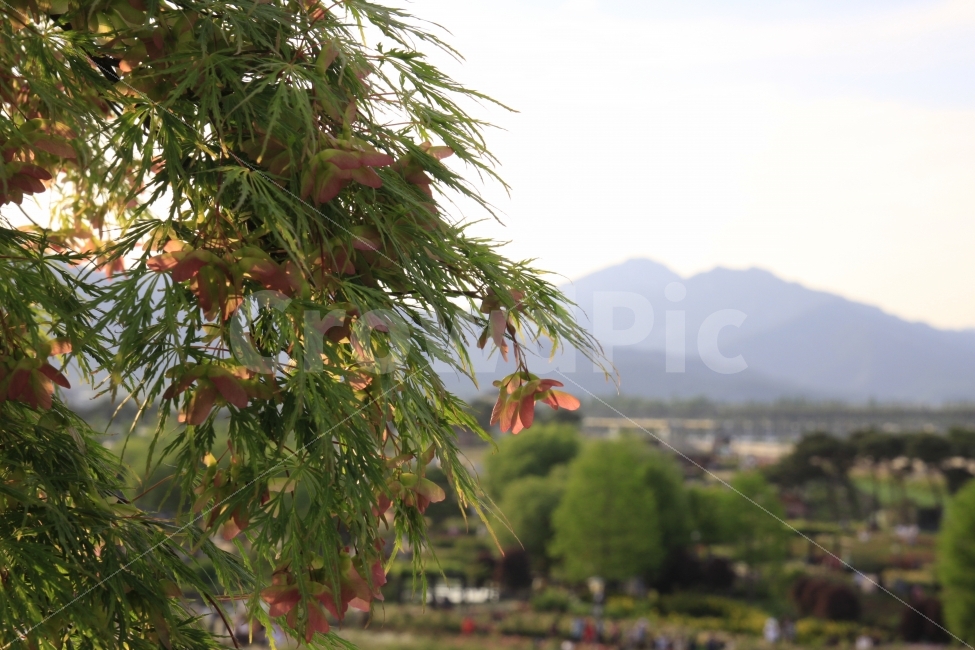 자연배경,풍경,예쁘다,사랑,섬김,헌신,아름답다,꽃,식물,자연,plants,nature