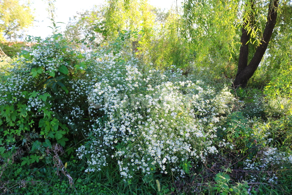 꽃,쑥부쟁이,식물,야생화,들꽃,미국쑥부쟁이,털쑥부쟁이,국화,국화과,자연,흰꽃,작은꽃,식물,자연,plants,nature,꽃,flower
